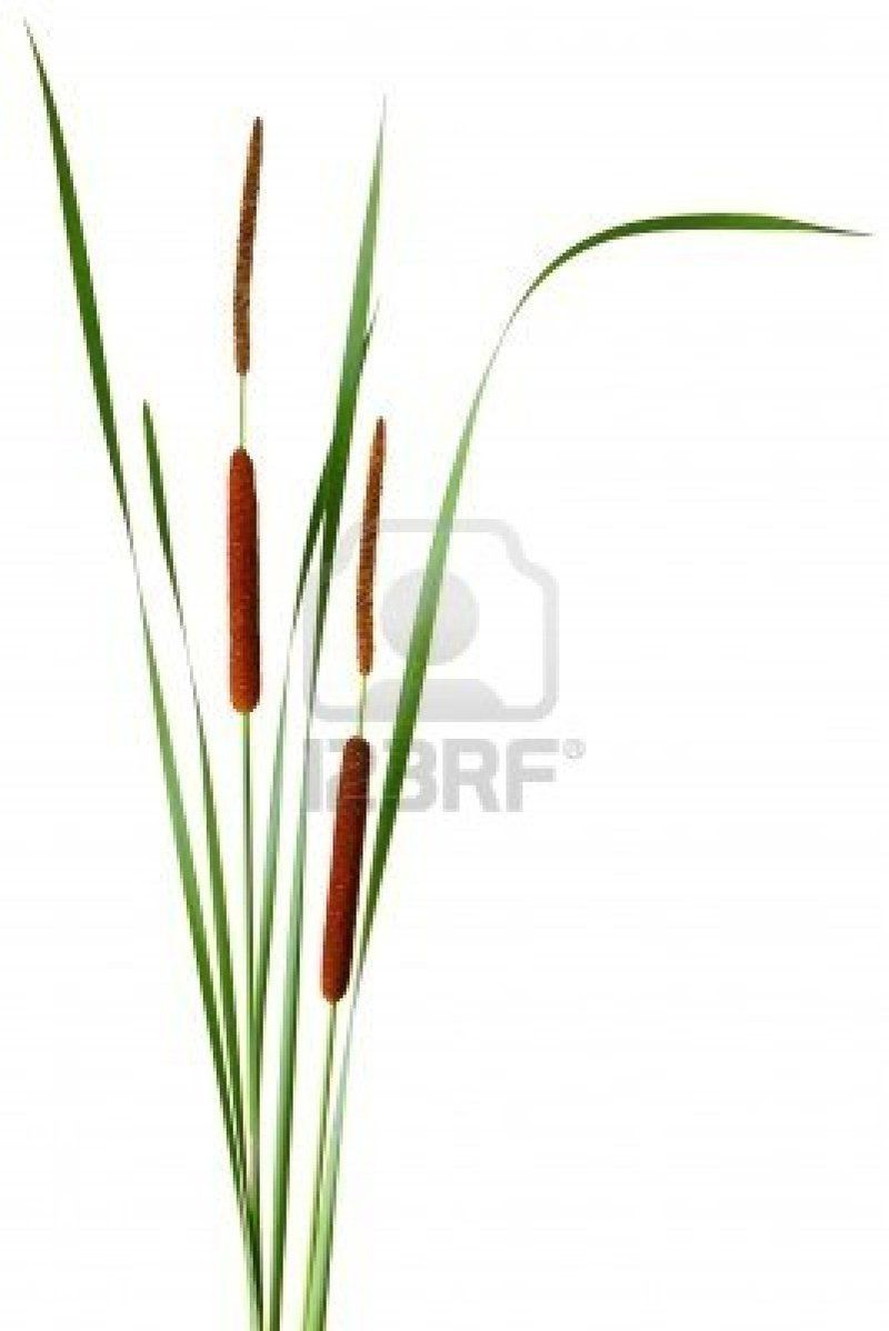 7921496-a-feuilles-etroites-quenouille-typha-angustifolia-avec-des-fleurs-males-et-femelles.jpg