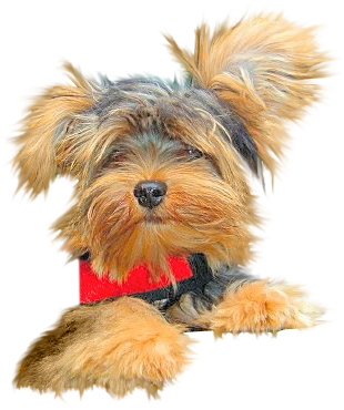 C-Chiens-1-.png