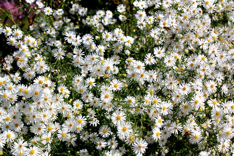 Chrysanthemums_Many_445326.jpg