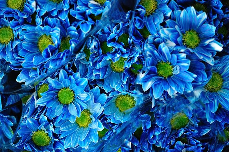 Chrysanthemums_Many_Blue_485169.jpg