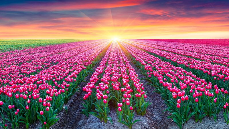 Fields_Tulips_Sunrises_468242.jpg