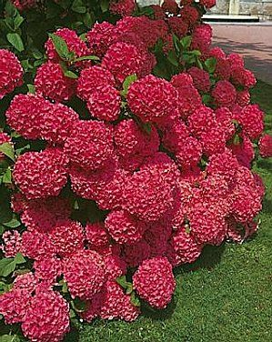 HORTENSIA-ROUGES-NEW.jpg