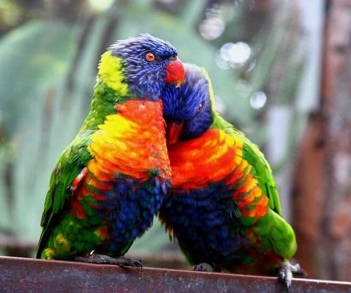 IMG_8837-love-birds-blog_large.jpg