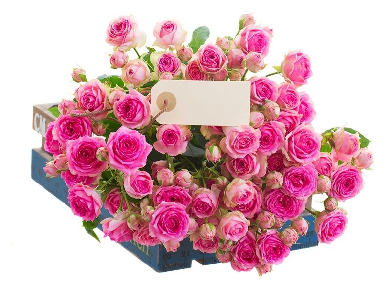 Roses_Many_Pink_color_473701.jpg