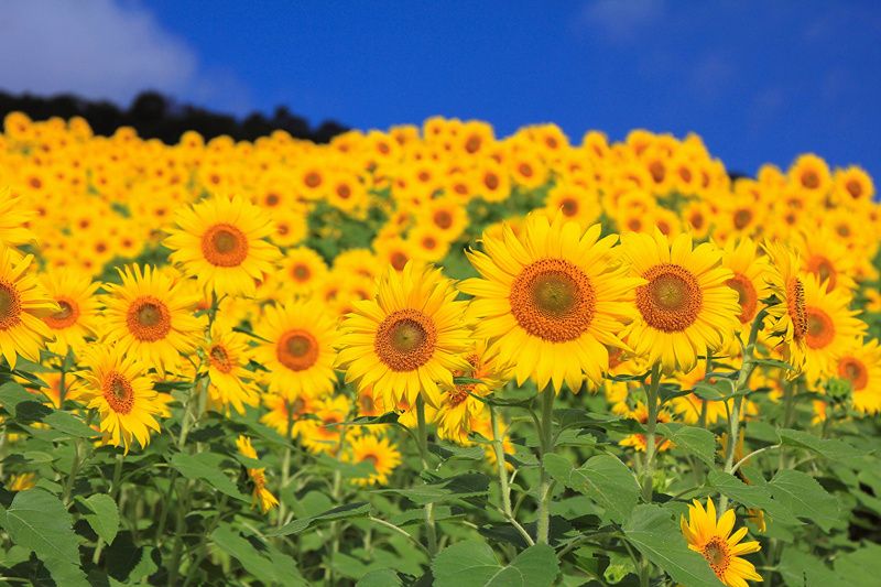 Sunflowers_Fields_Many_451541.jpg