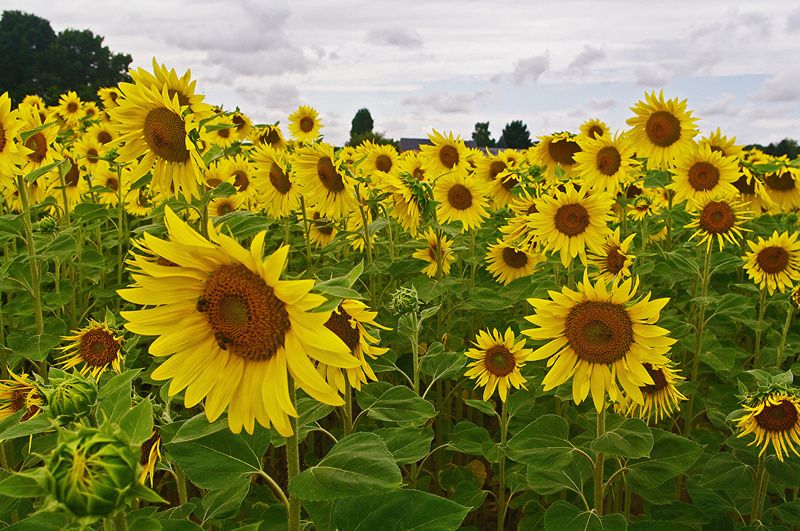 Sunflowers_Fields_Many_452745.jpg