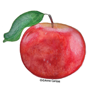 aliment_185_pomme.png