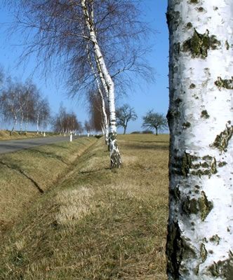 bouleau-arbre.jpg