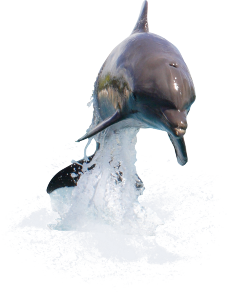 dolphins 3d png