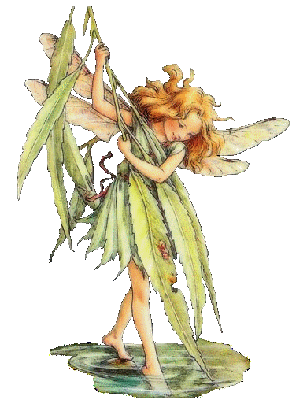 cm02treefairieswillow12.gif