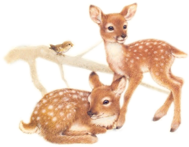 liledekahlan30cerf-biche-etc-png.png