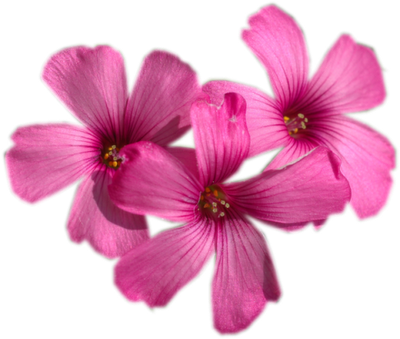 oxalis3.png