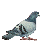 pigeons2.gif