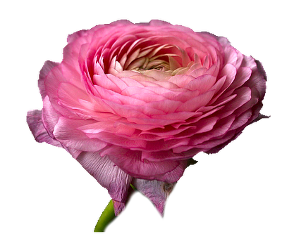 pivoine-rose.png