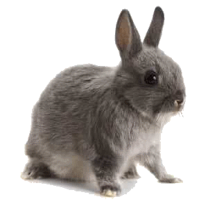 rabbit10.gif