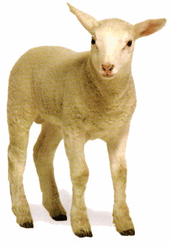 Résultat de recherche d'images pour "mouton gif"